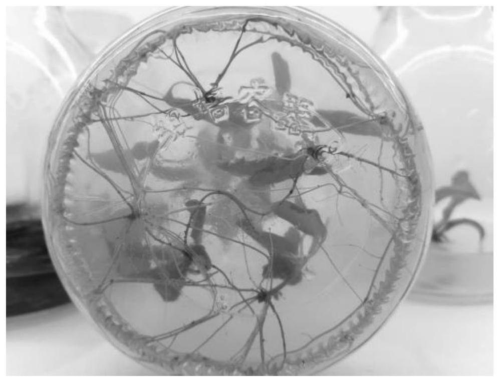 Method for propagating betula luminifera aseptic seedlings by using tissue culture technology