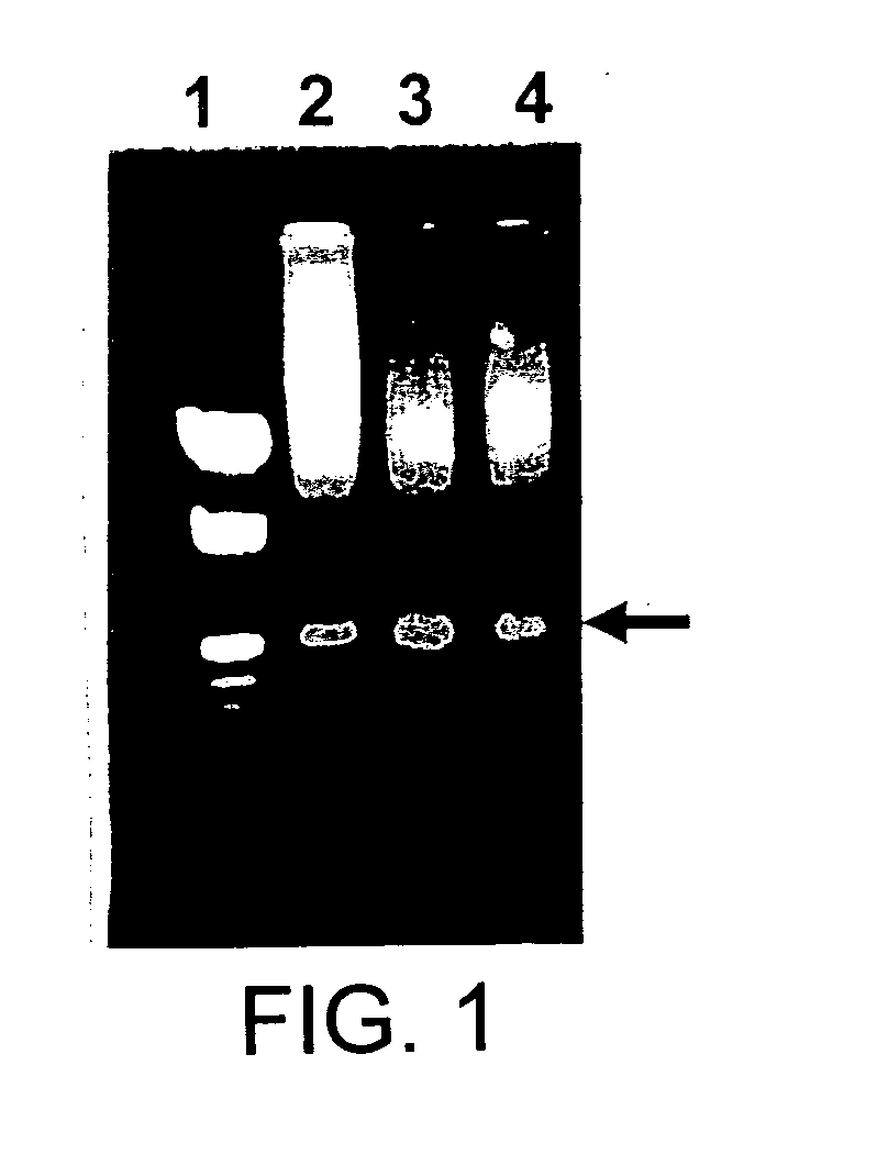 Chimeric CrylE delta endotoxin and methods of controlling insects