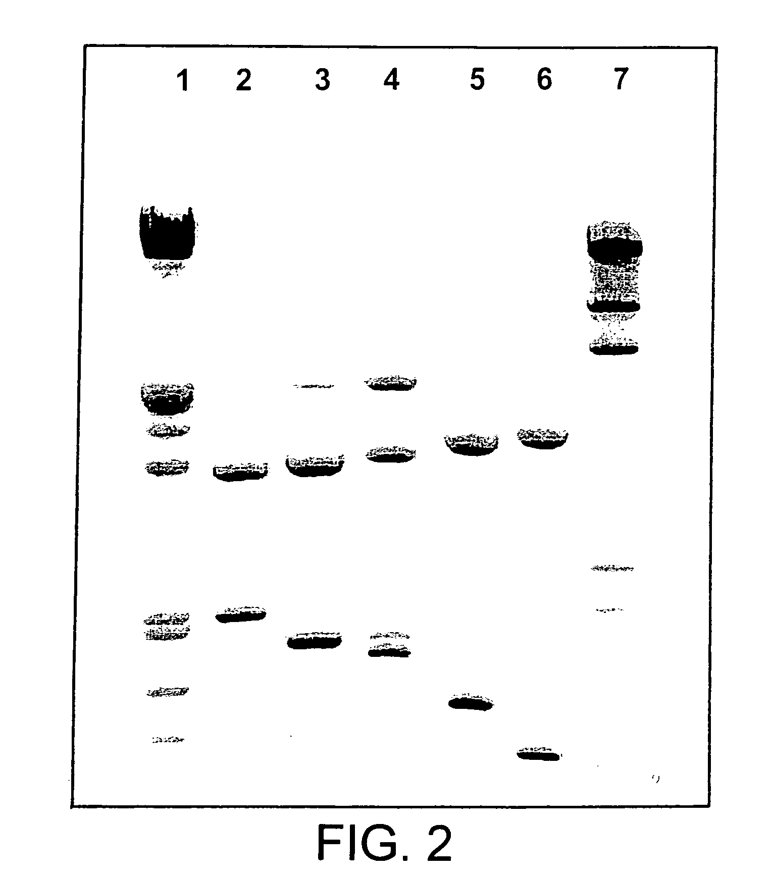 Chimeric CrylE delta endotoxin and methods of controlling insects