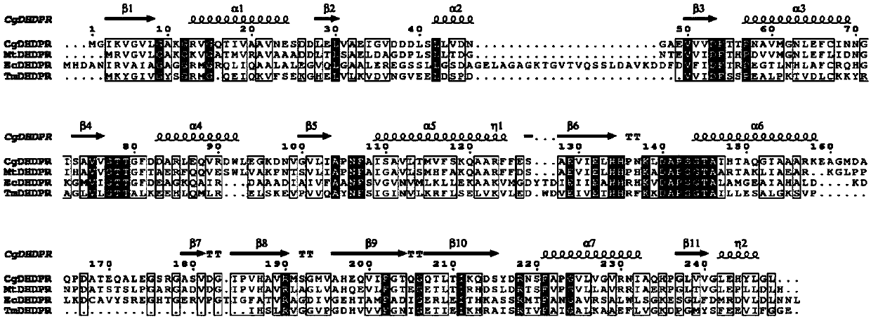 Method for performing genetic modification on DHDPR (Dihydrodipicolinic Acid Reductase) in corynebacterium glutamicum to increase lysine yield