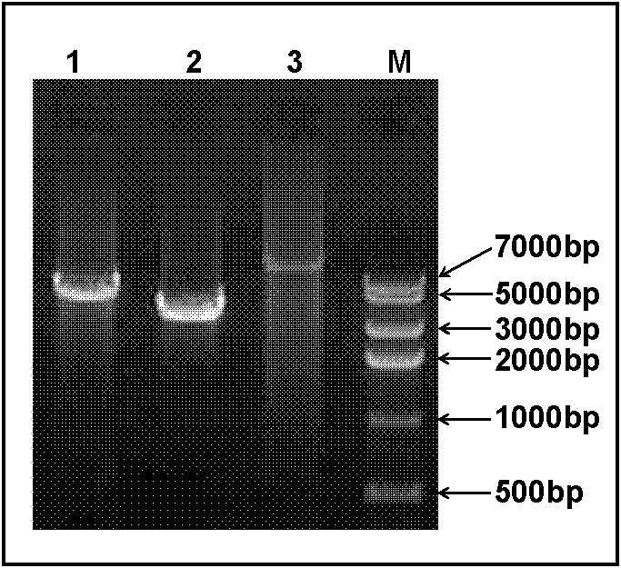 Method for simultaneously removing bacillus anthracis virulence megaplasmids pXO1 and pXO2