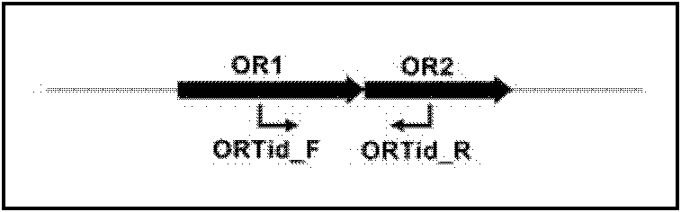 Method for simultaneously removing bacillus anthracis virulence megaplasmids pXO1 and pXO2