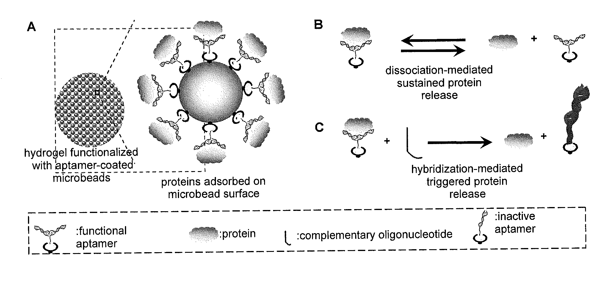 Affinity hydrogels for controlled protein release