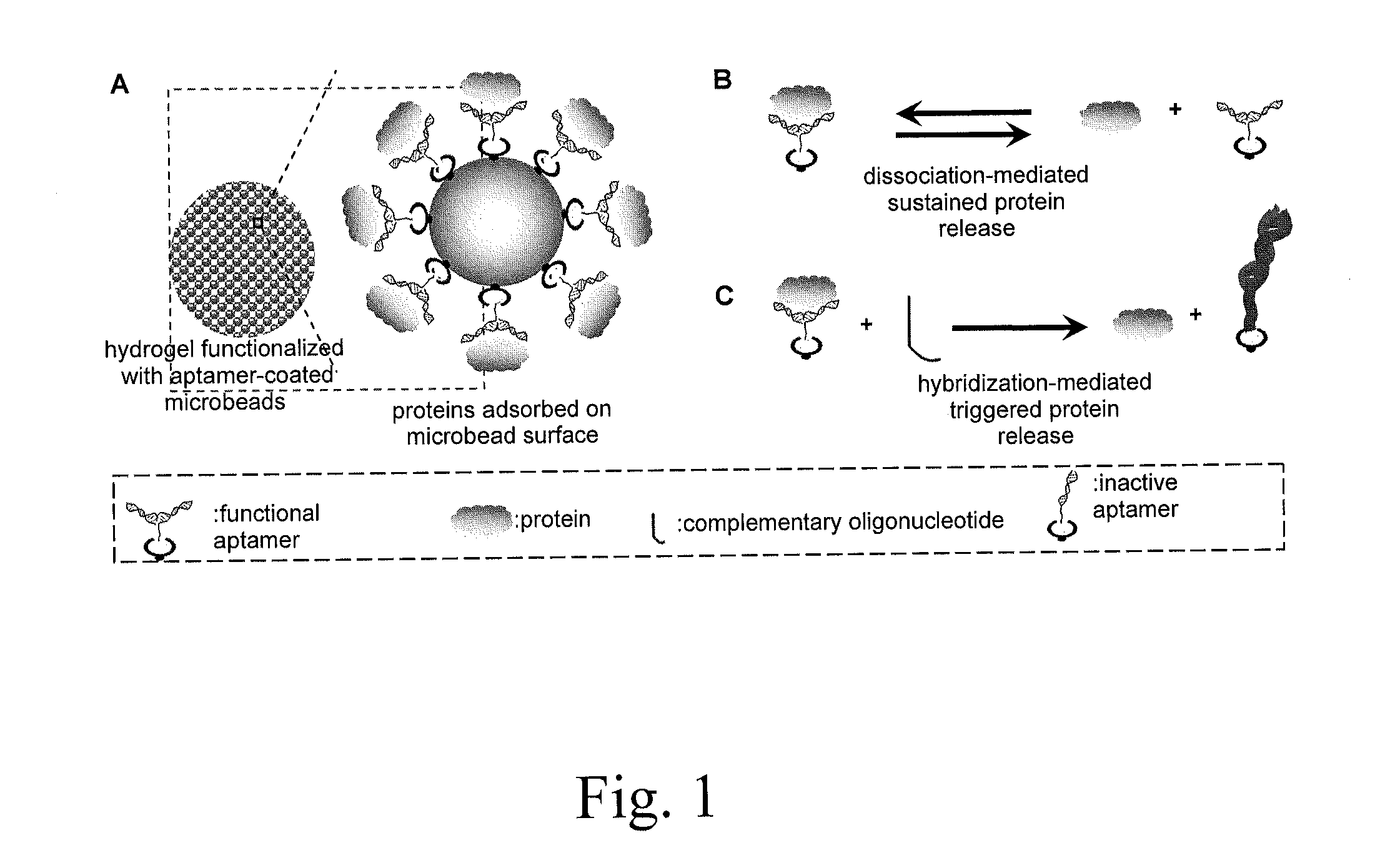 Affinity hydrogels for controlled protein release