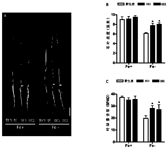 Method for improving iron-deficiency resistance of rice in seedling stage