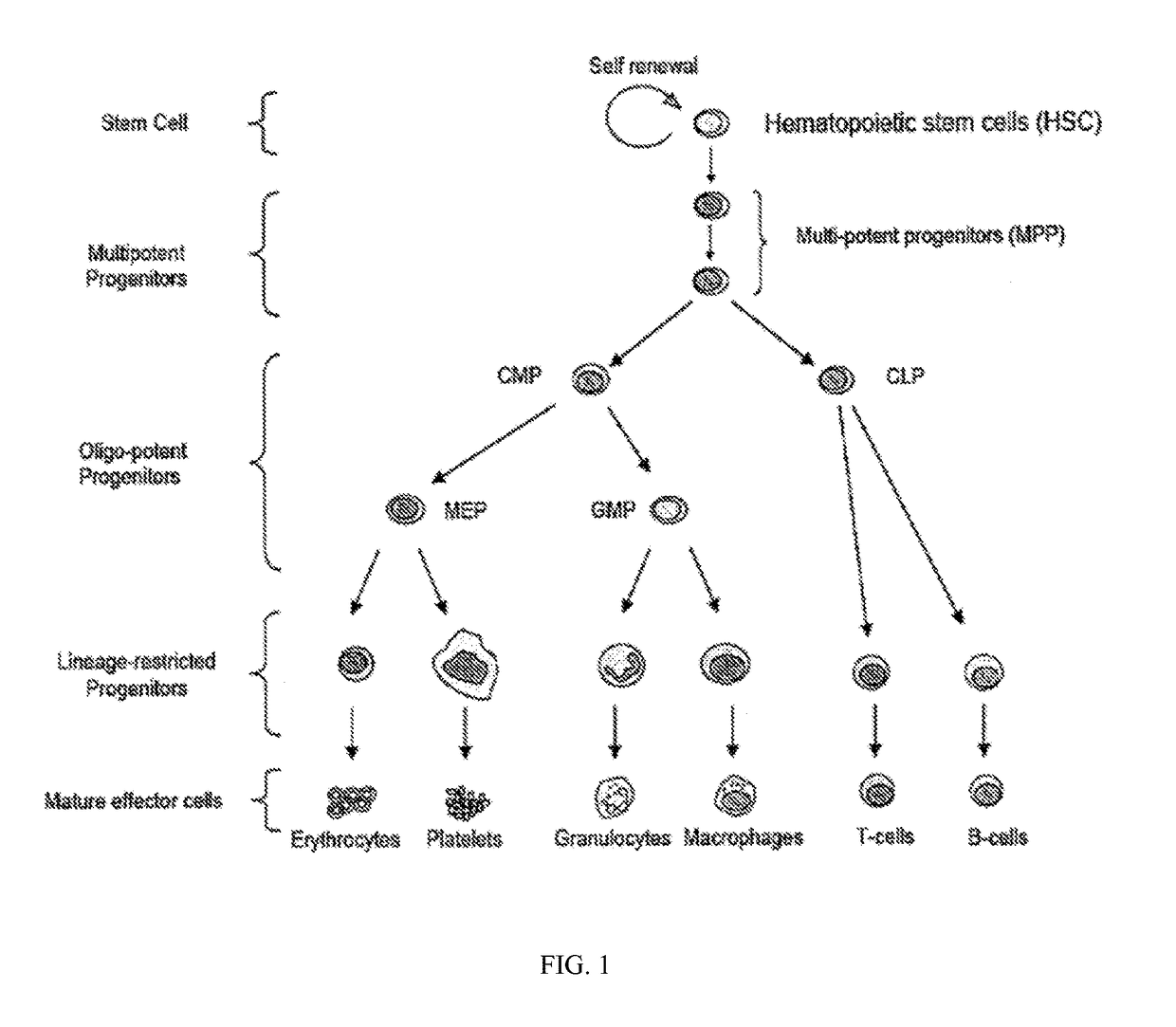 Tricyclic lactams for use in HSPC-sparing treatments for RB-positive abnormal cellular proliferation