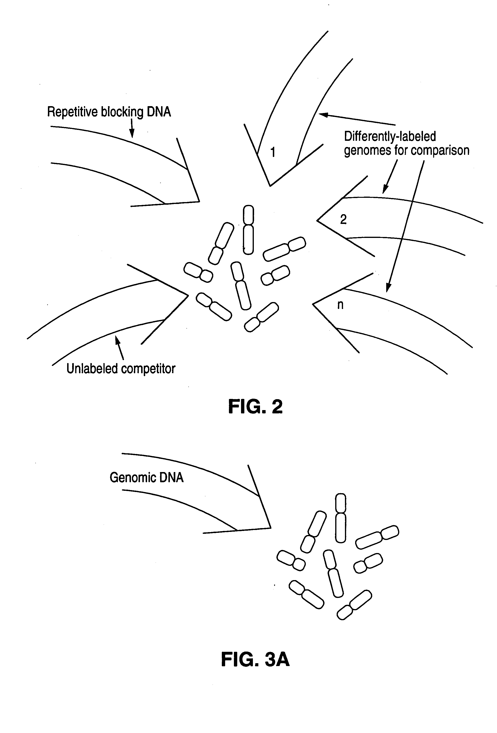 Comparative genomic hybridization