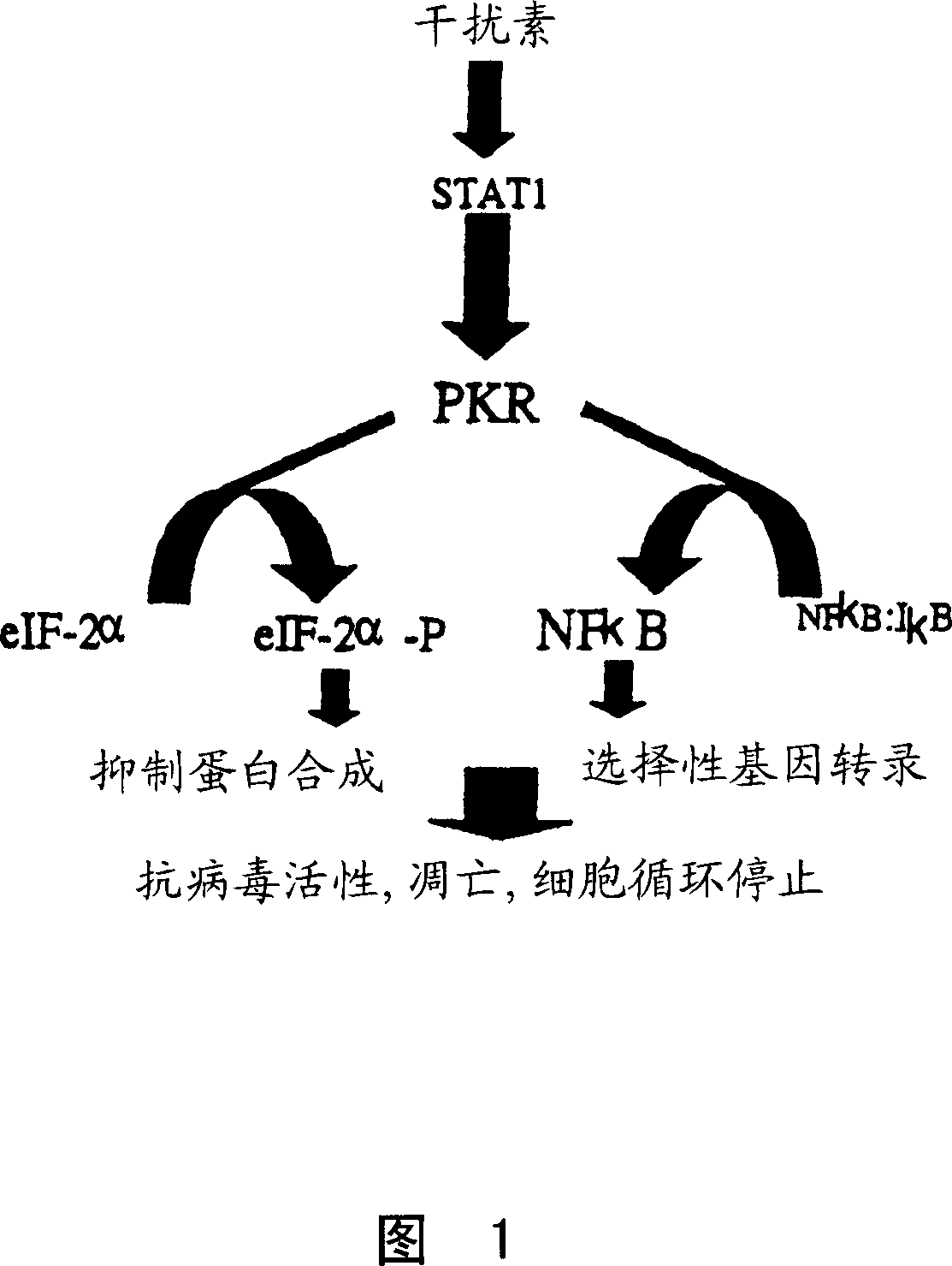 Vesicular stromatitis virus (VSV)