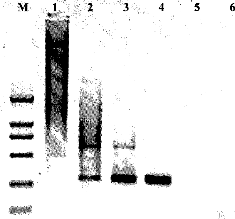 Polyase chain reaction optimization method based on arborized polymer