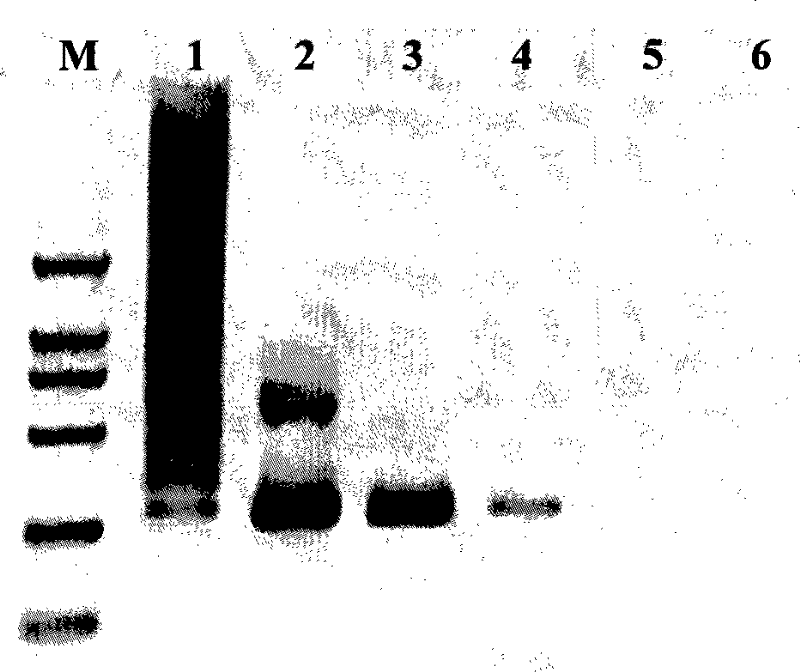 Polyase chain reaction optimization method based on arborized polymer