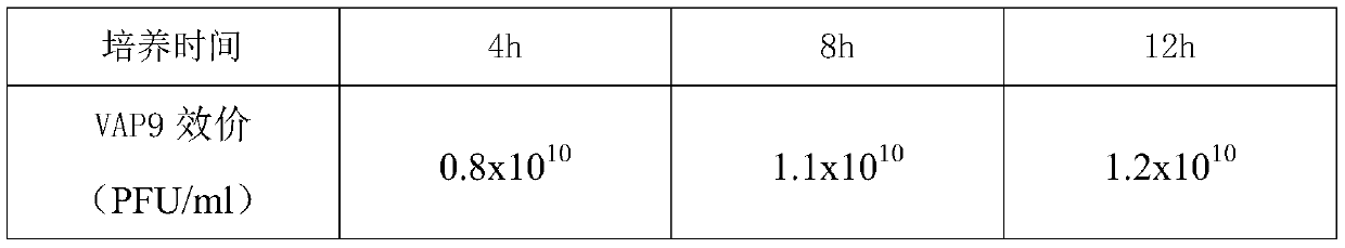 High temperature resistant vibrio alginolyticus phage, as well as composition, kit and application thereof