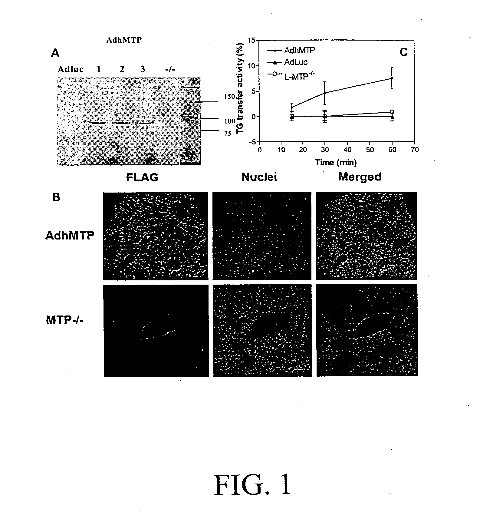 Compositions and methods for treating hyperlipidemias