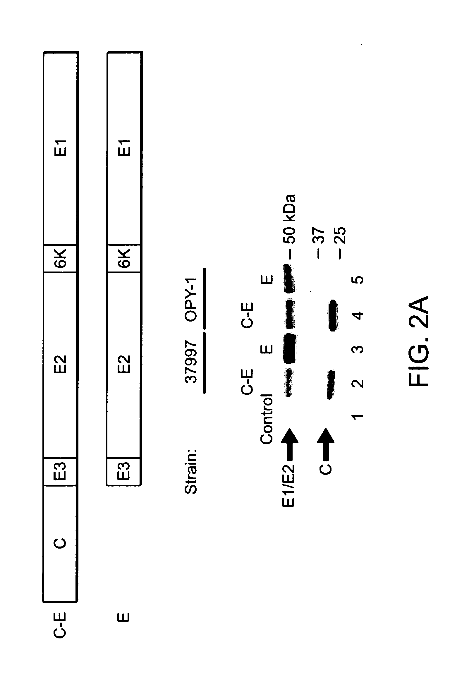 Virus like particle compositions and methods of use