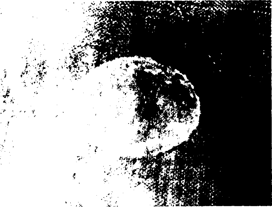 Glue adhesion amnion and preparation method thereof