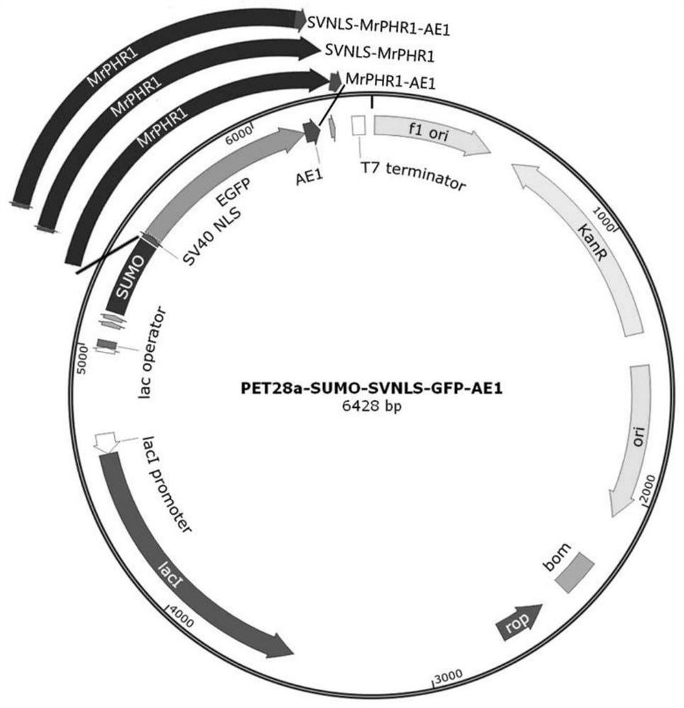 Recombinant protein carrying target protein and autonomously entering eukaryotic cell, recombinant expression vector and recombinant bacterium and application