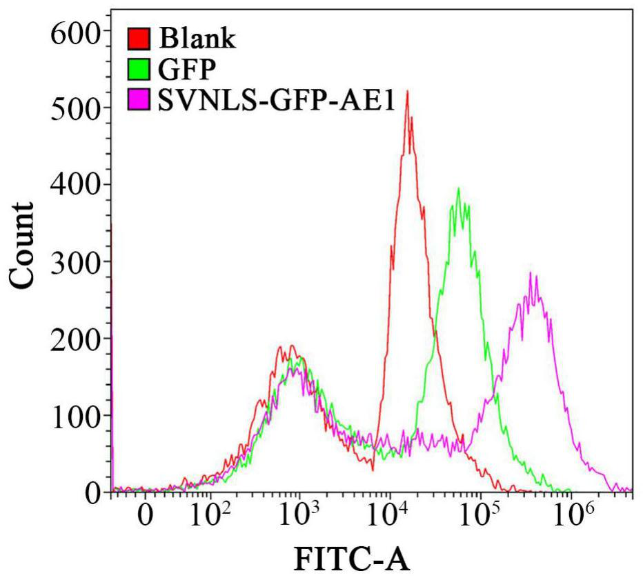 Recombinant protein carrying target protein and autonomously entering eukaryotic cell, recombinant expression vector and recombinant bacterium and application