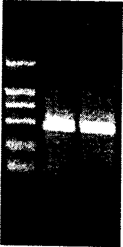 Method for preparing gene serial number of lysozyme of tussah, and expression production