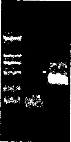 Method for preparing gene serial number of lysozyme of tussah, and expression production