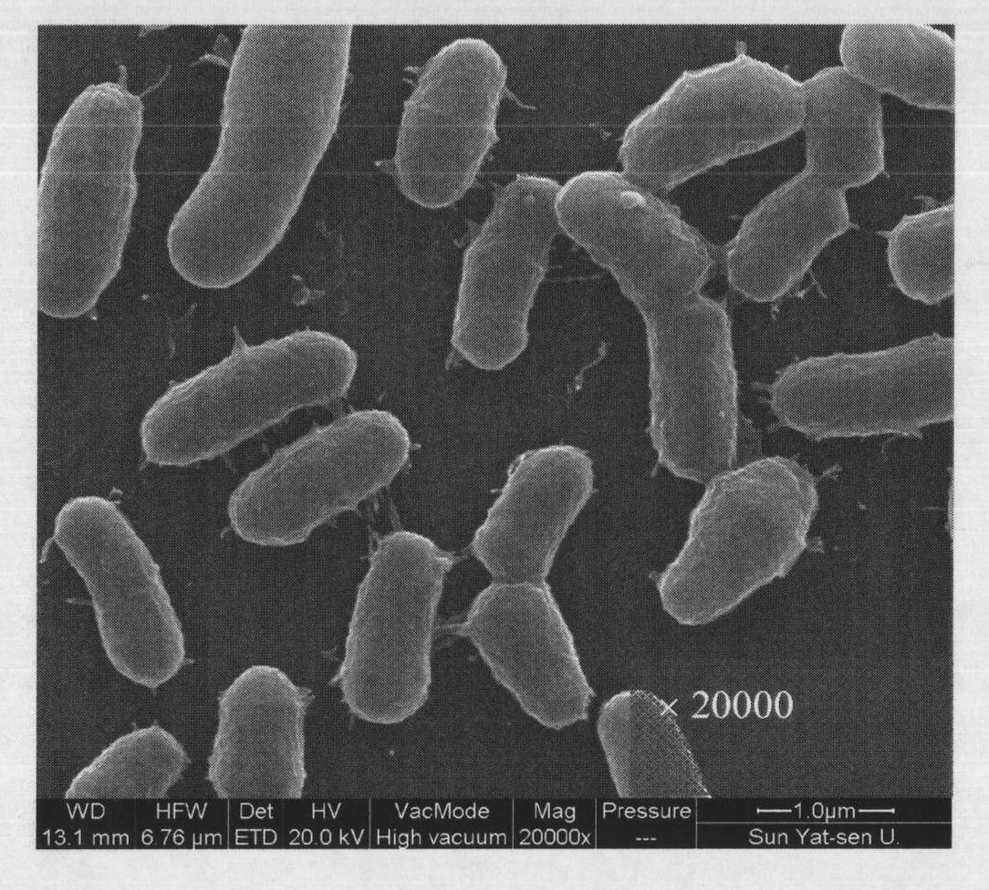 Corynebacterium humireducens and application thereof