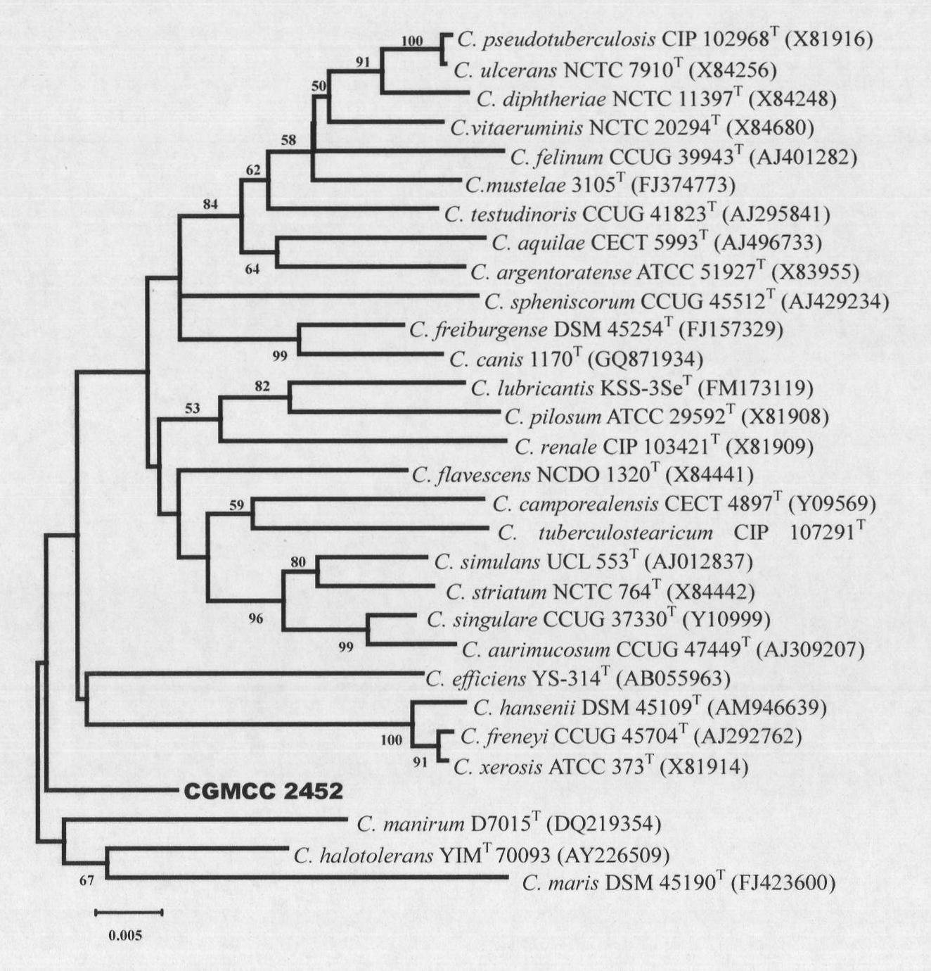 Corynebacterium humireducens and application thereof