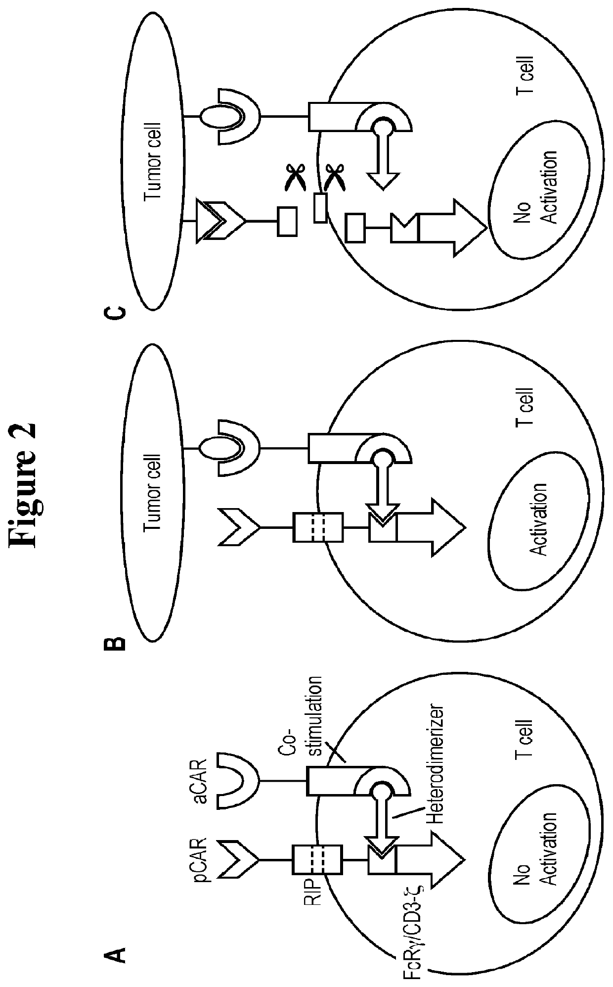 Universal platform for car therapy targeting a novel antigenic signature of cancer