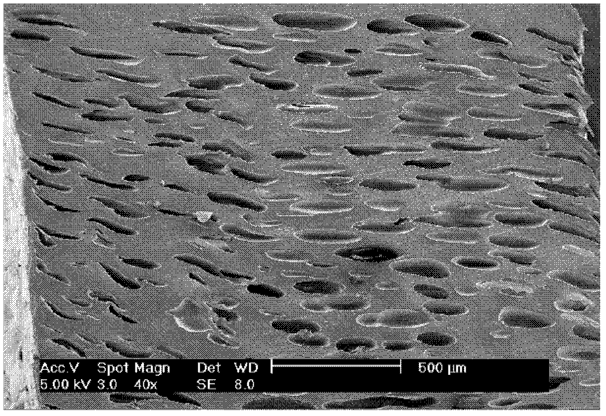 High-melt strength polypropylene foam material and preparation method thereof