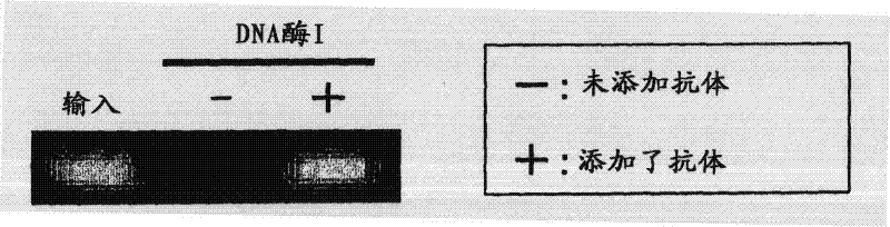 Method of detecting methylated DNA in sample