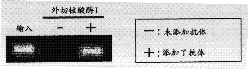 Method of detecting methylated DNA in sample