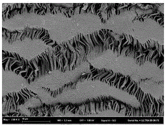 Preparation method of positively-charged hollow polytetrafluoroethylene composite nanofiltration membrane