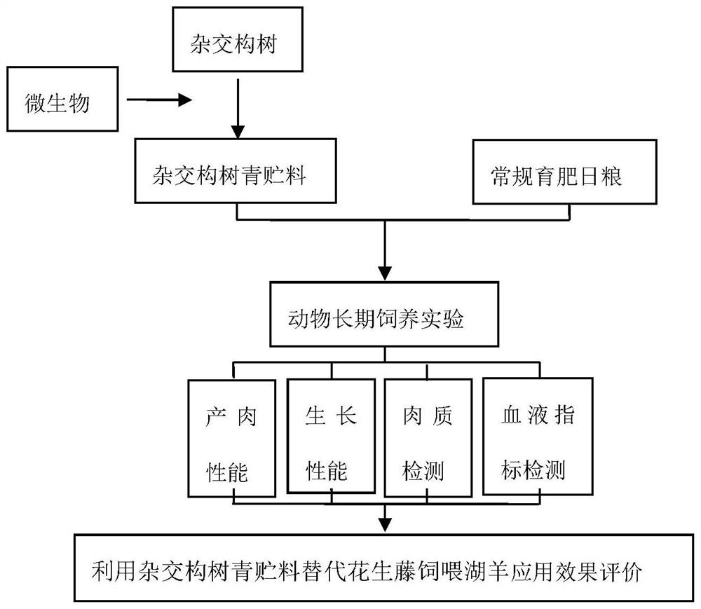 Hybrid broussonetia papyrifera silage, preparation method of hybrid broussonetia papyrifera silage, coarse feed and ruminant feed