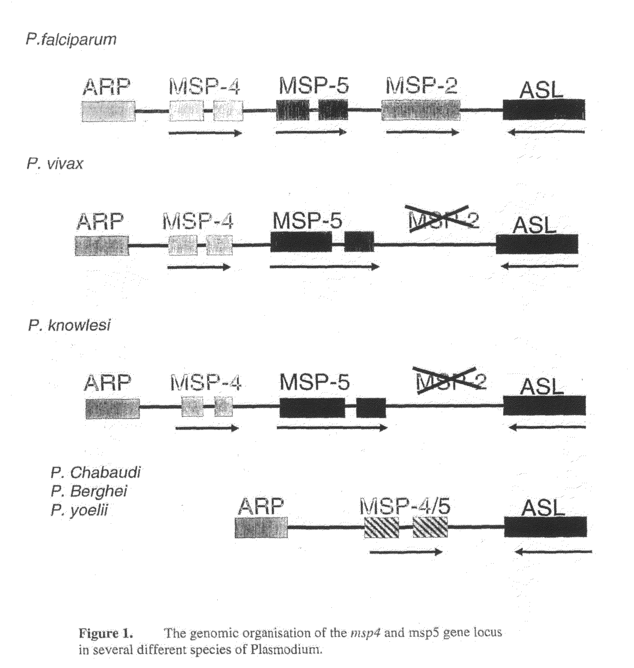 Recombinant Plasmodium Falciparum Merozoite Surface Proteins 4 and 5 and Their Use