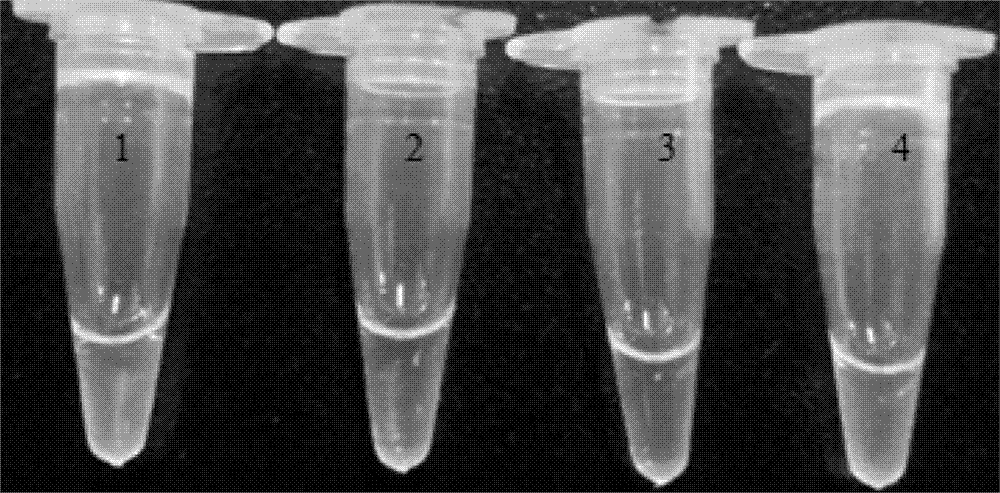 LAMP (mop-mediated isothermal amplification) detection primer group, kit and method for transgenic maize MIR604 and derived varieties thereof