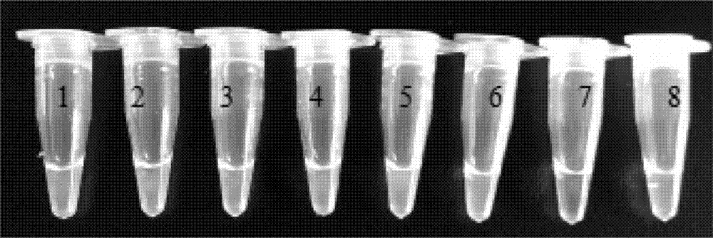 LAMP (mop-mediated isothermal amplification) detection primer group, kit and method for transgenic maize MIR604 and derived varieties thereof