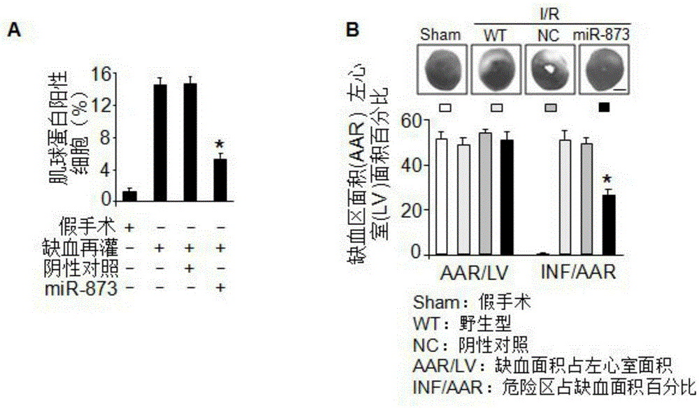 Pharmaceutical composition containing miRNA-873 and application thereof