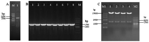 Gene tandem super-expression vector for increasing nitrogen utilization efficiency and application thereof