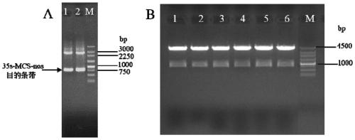 Gene tandem super-expression vector for increasing nitrogen utilization efficiency and application thereof