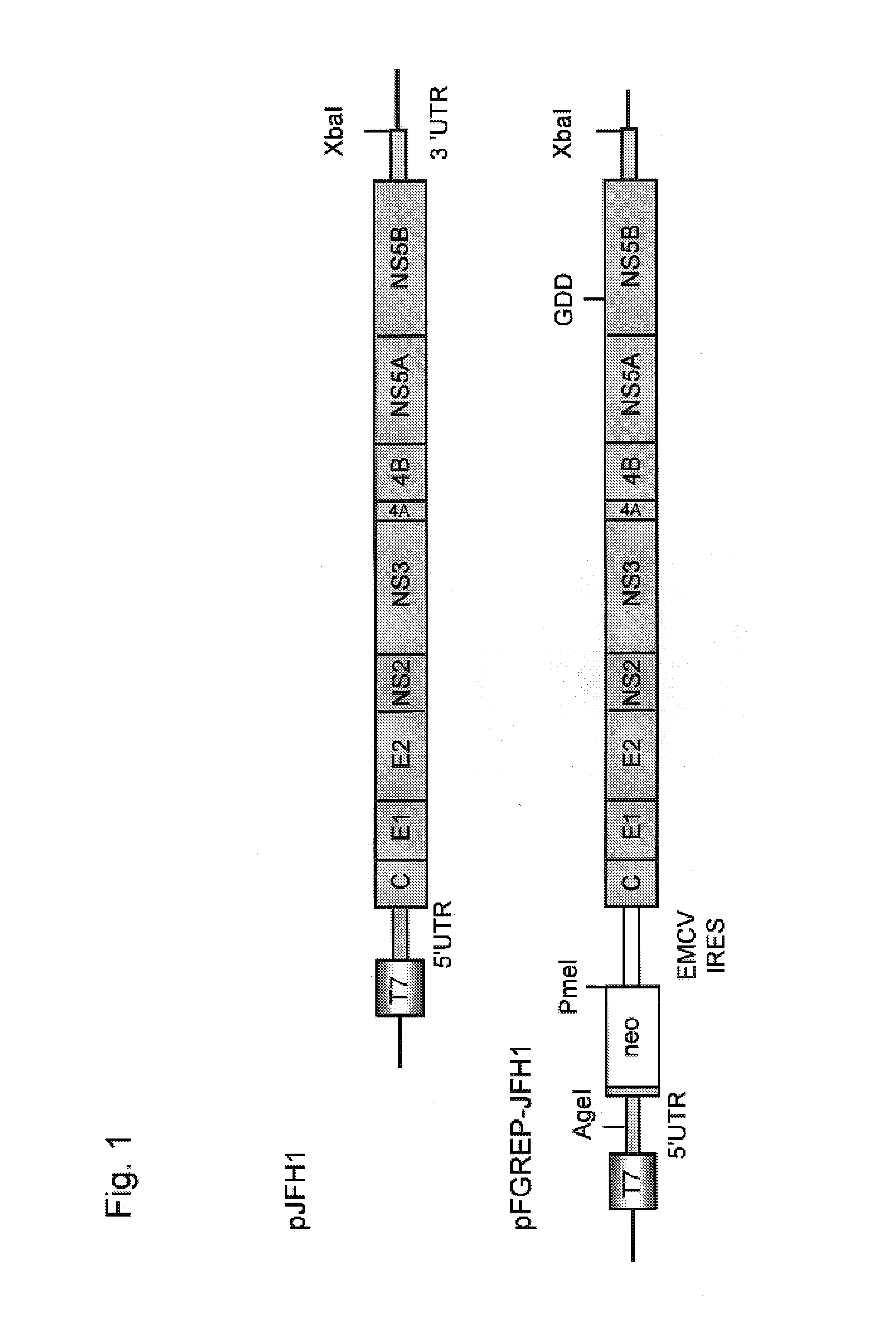 Nucleic acid construct containing fulllength genome of human hepatitis C virus, recombinant fulllength virus genome-replicating cells having the nucleic acid construct transferred thereinto and method of producing hepatitis C virus Particle