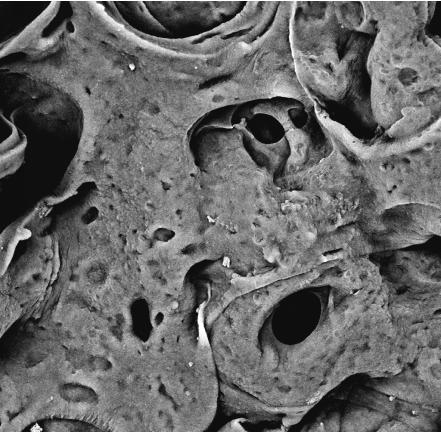 Preparation method and application of porous alginate membrane