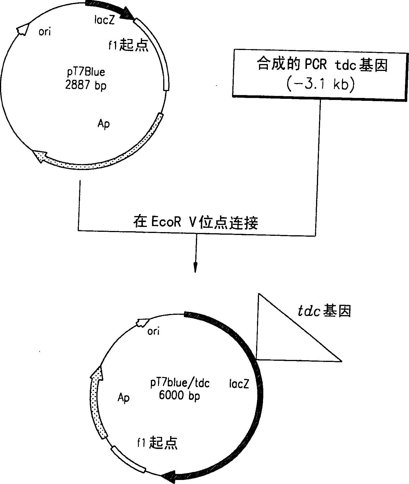 Process for prodn. of L-Thr