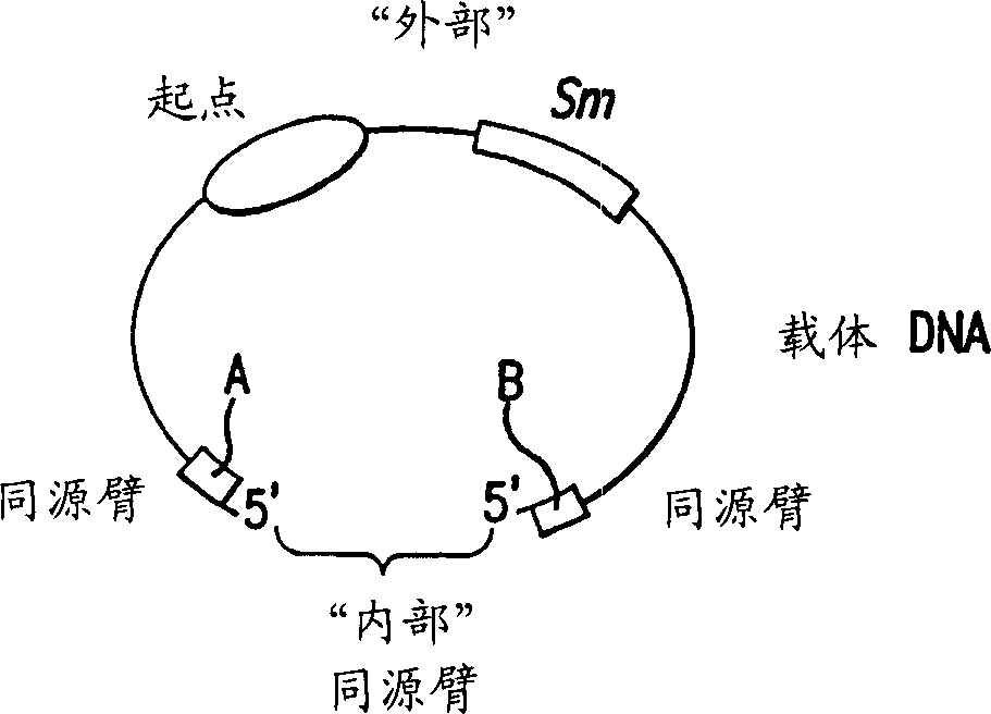 Method and compositions for directed clonning and subclonning using homologous recombination