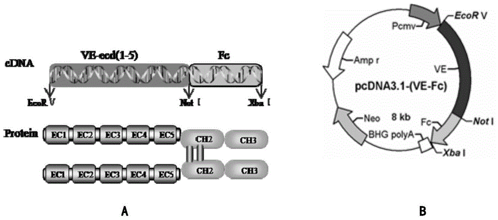 Human endothelial cell cadherins fusion protein, and preparation method and application thereof