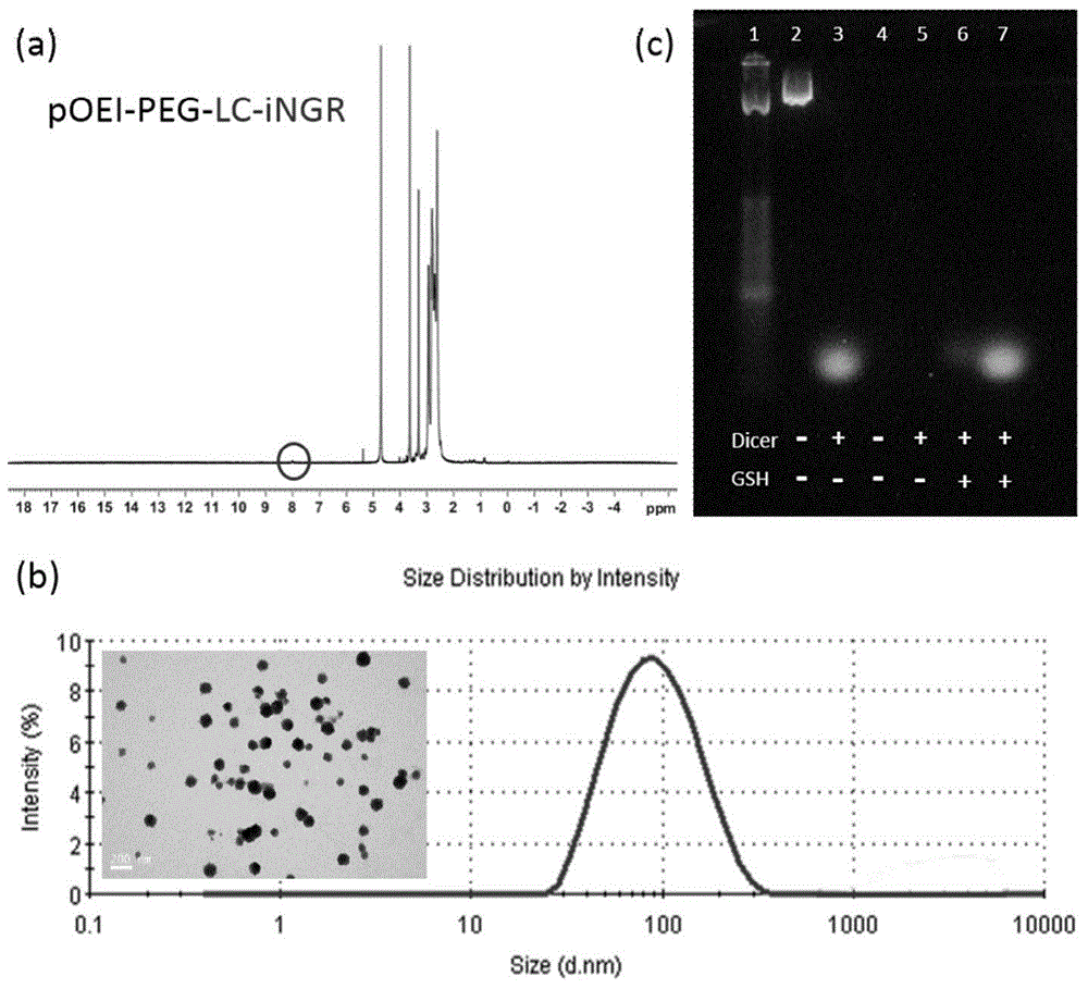 iNGR-modified targeted self-assembly RNAi NANO drug delivery system for brain glioma and preparation method of system