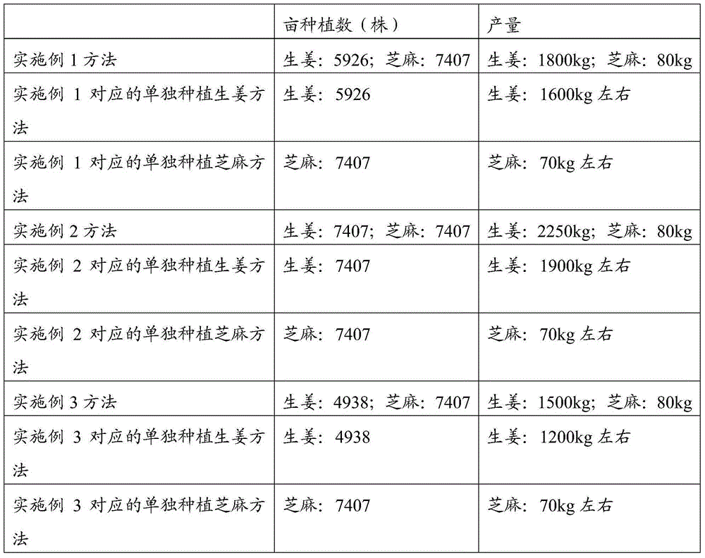 Method for relay intercropping of ginger and sesame