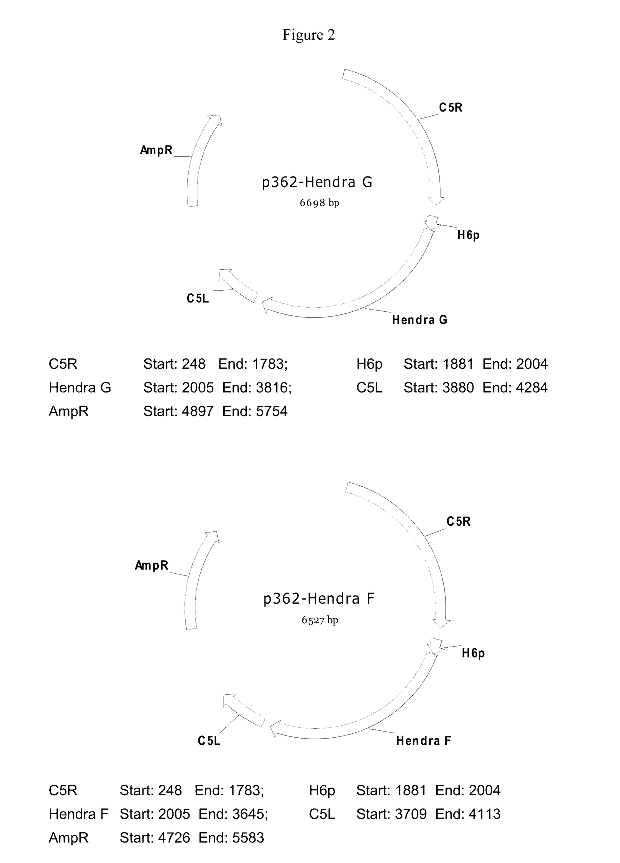 Hendra virus recombinant compositions and uses thereof