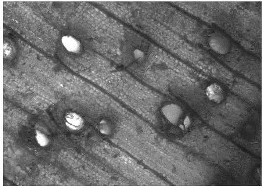 Nanometer hydroxide wood composite material and preparation method thereof