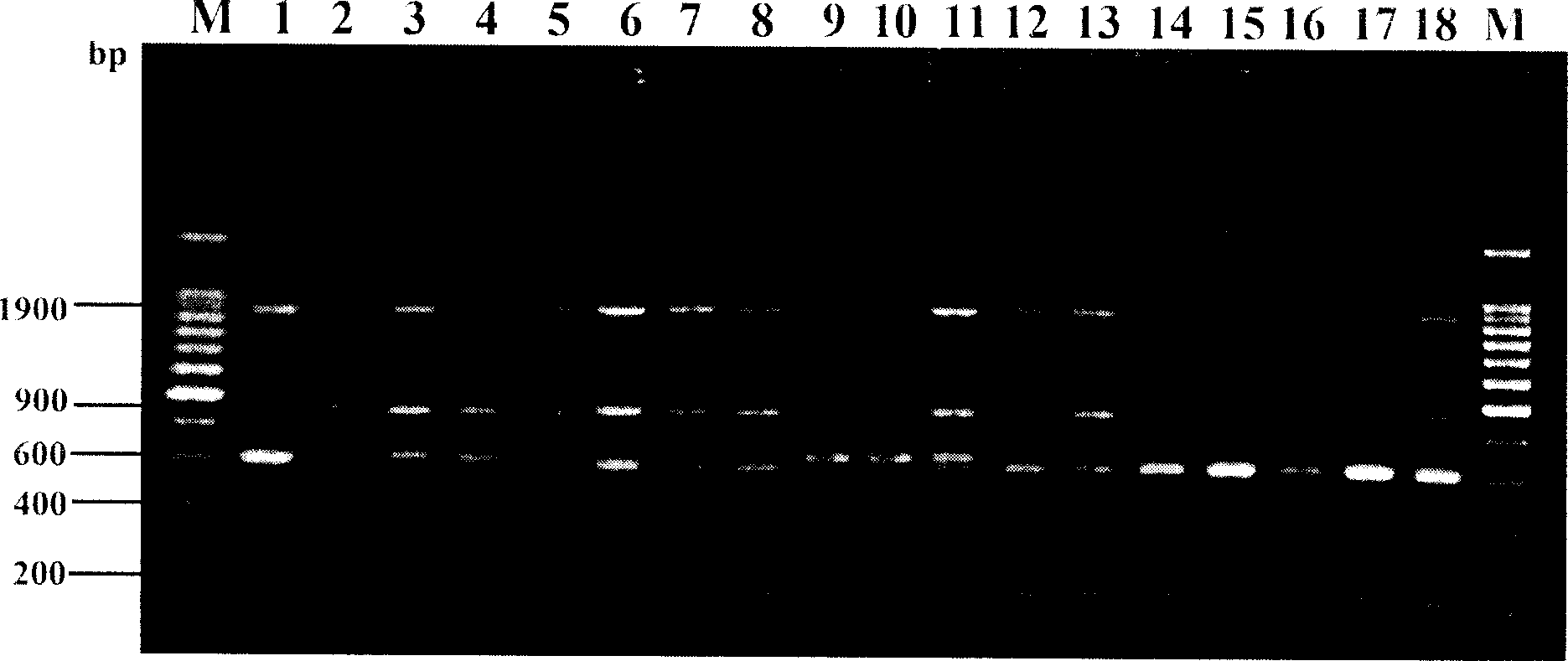 DNA molecular marking method for researching fish genetic relation