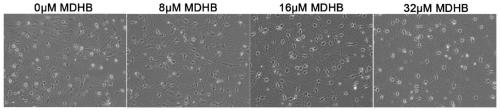 Application of 3,4-dihydroxybenzoic acid methyl ester in the preparation of drugs for inducing neural stem cell/neural precursor cell directed differentiation