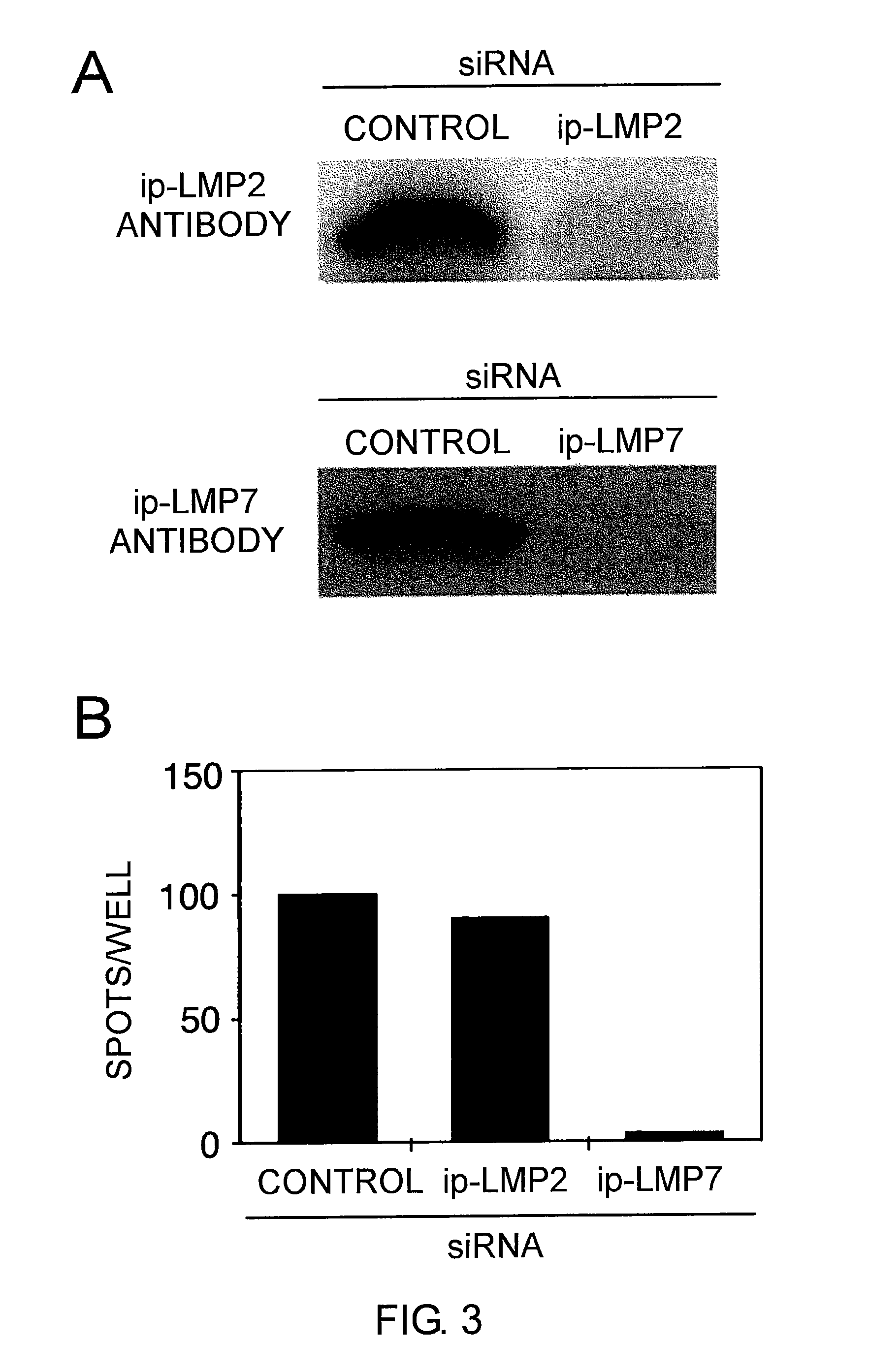 Cytotoxic T-cell epitope peptides that specifically attack epstein-barr virus-infected cells and uses thereof