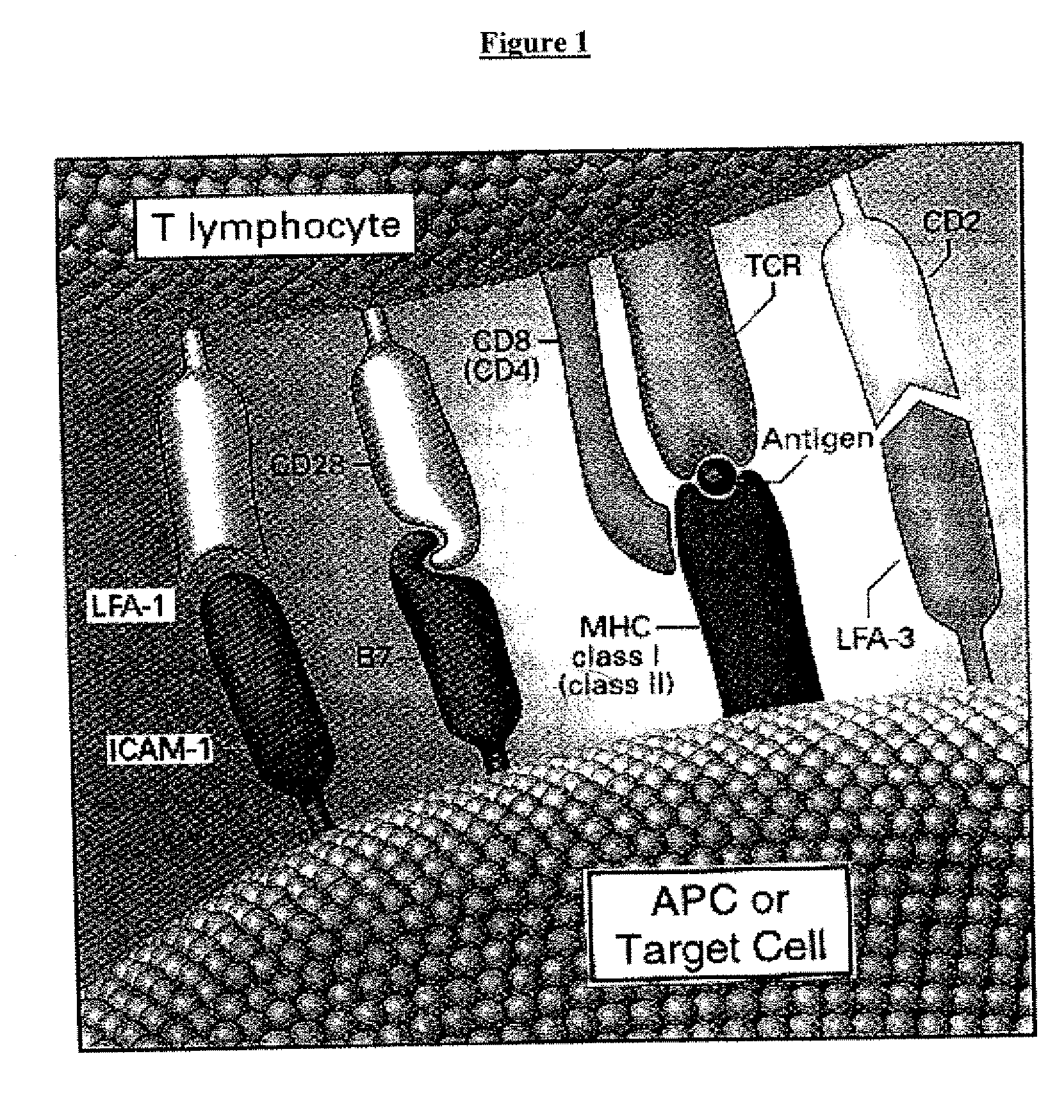 Cell therapy method for the treatment of tumors