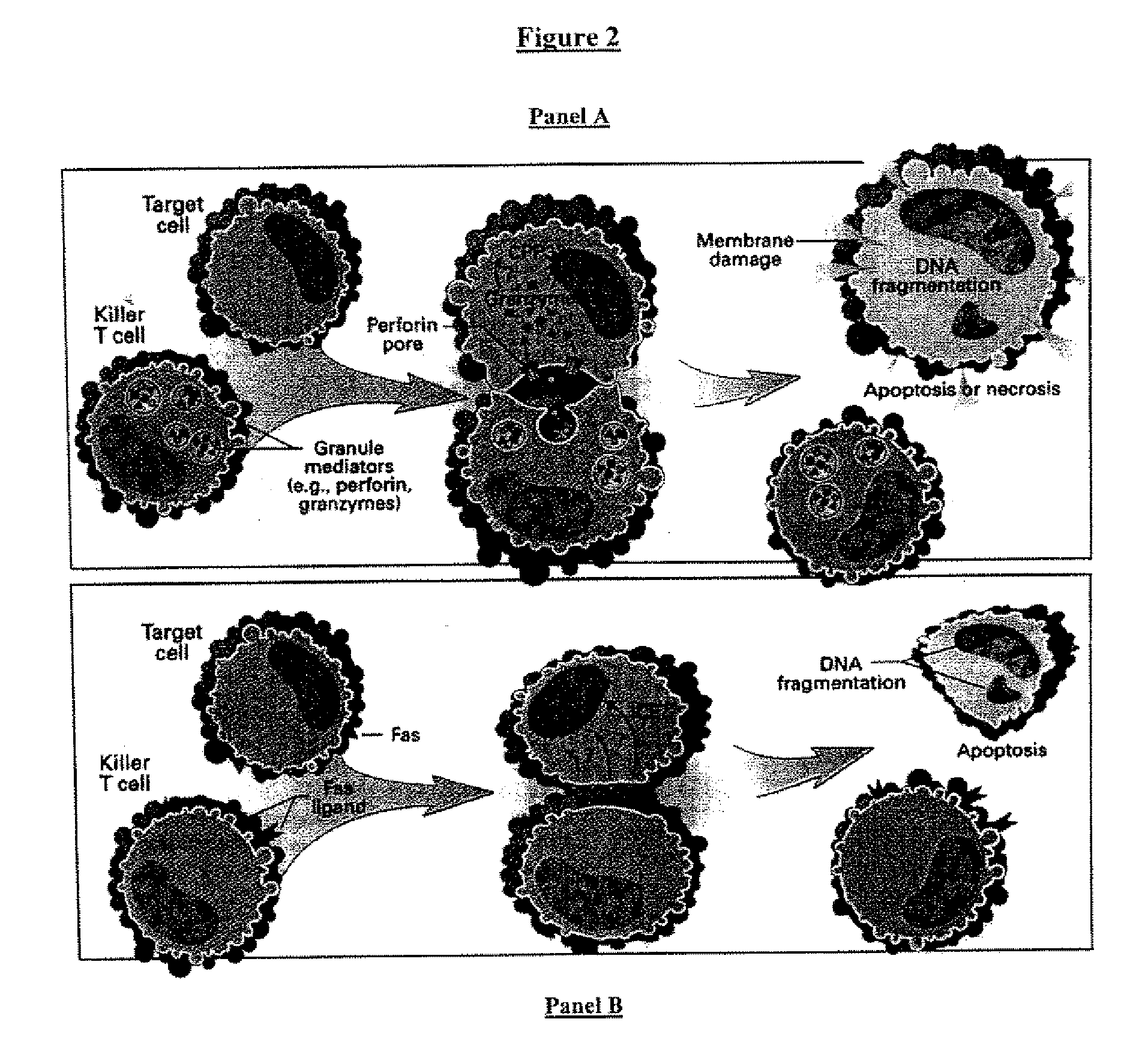 Cell therapy method for the treatment of tumors